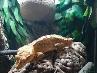 Gecko reptiles Crested Gecko - Advert 7