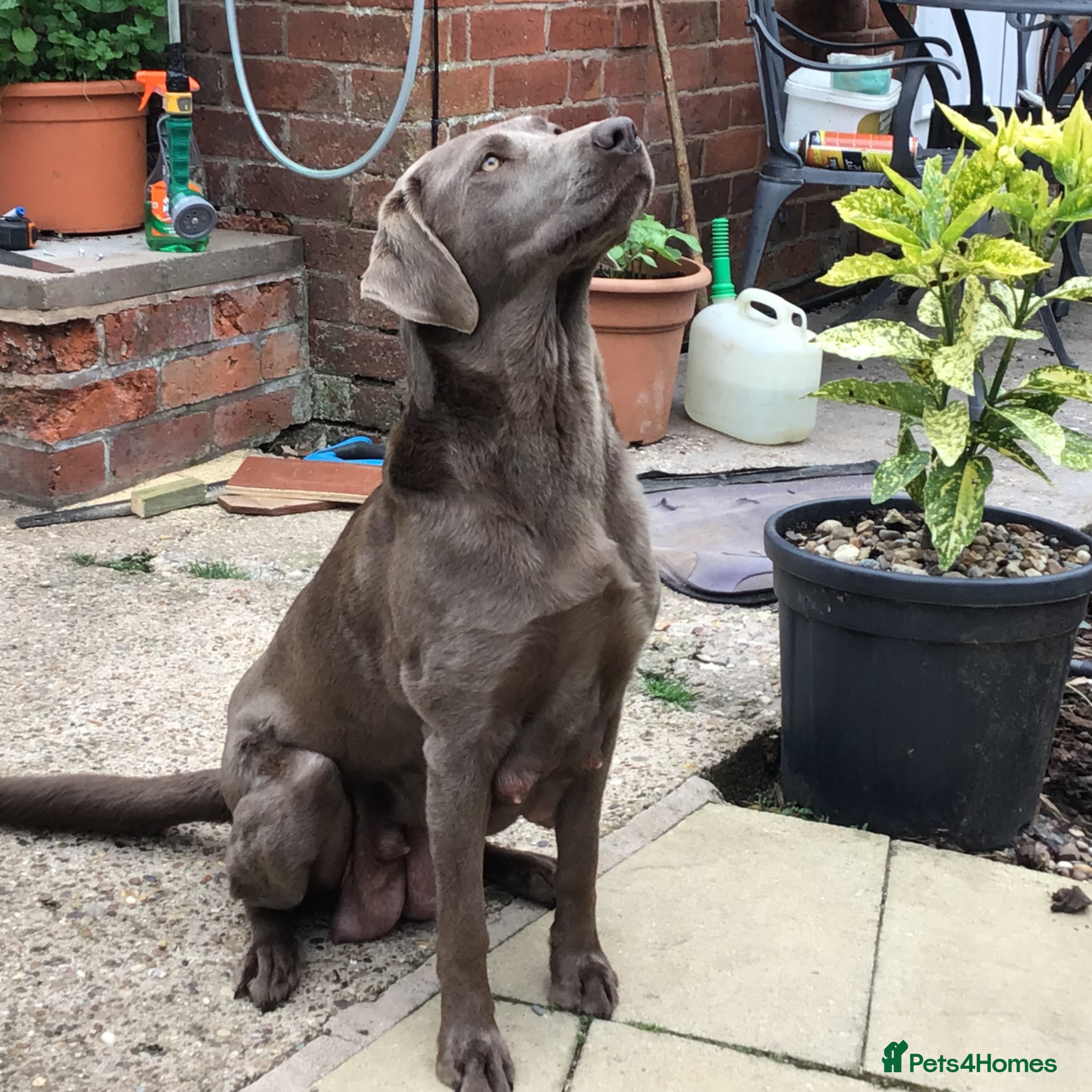 Labrador Retriever dogs Labrador Puppy - Golden Female - Advert 1