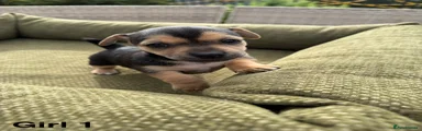 Jack Russell 4