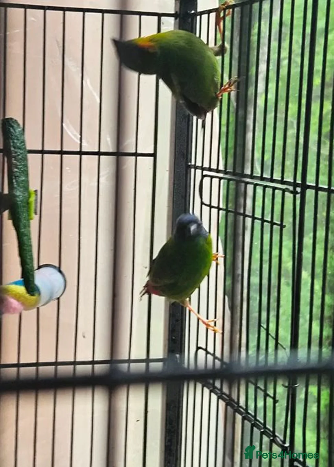 Parrots birds for sale: Talkative and Playful Parrot Available in Worcester - Advert 7