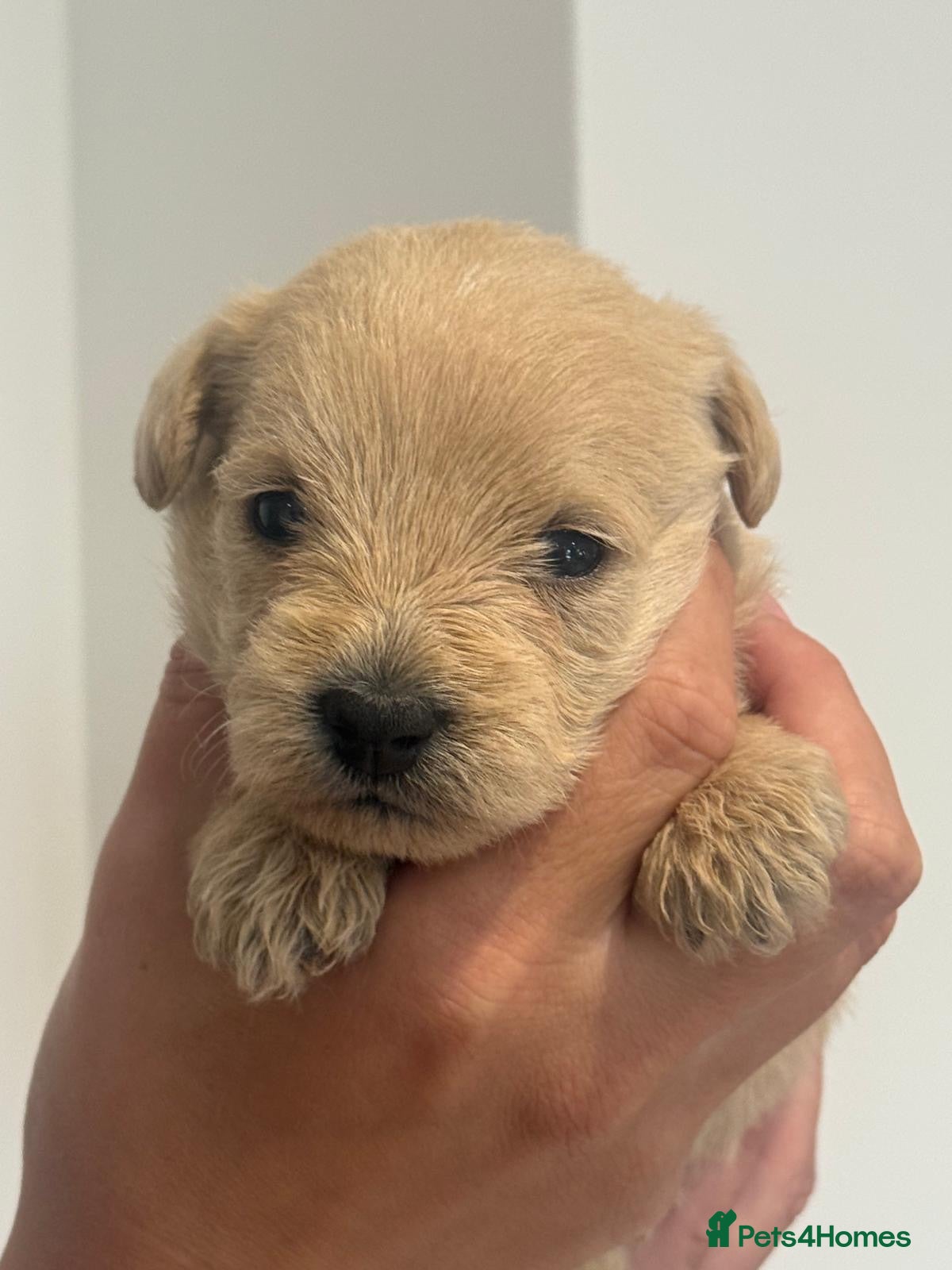 Westiepoo dogs Stunning Westiepoo’s From Health Tested Parents 🧬 - Advert 2