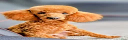 Toy Poodle dogs for stud: TOY & MINIATURE BOY'S FOR STUD  - Advert 3