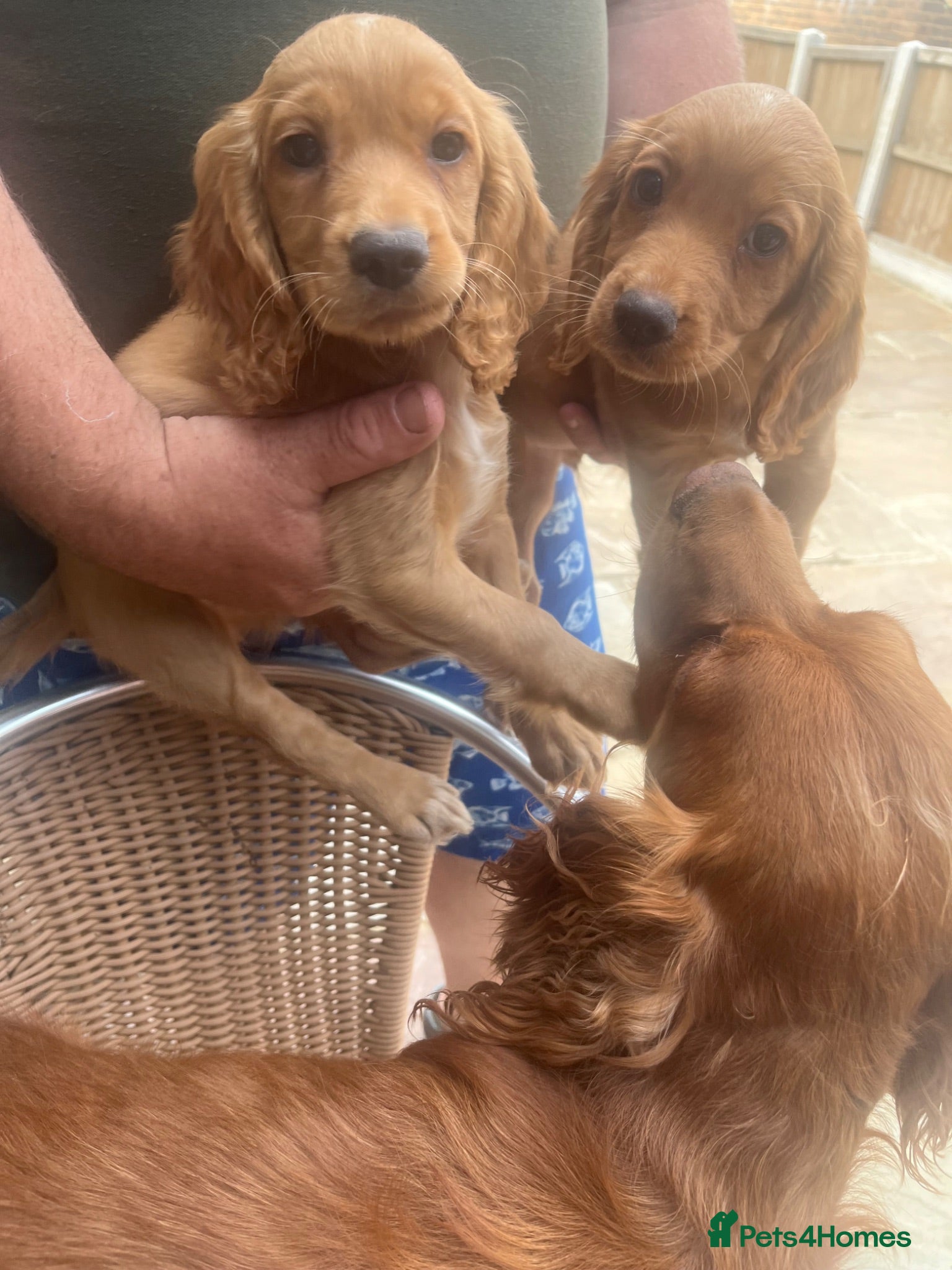 Cocker Spaniel dogs Beautiful Golden Cocker Spaniel Puppies  - Advert 14