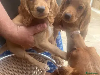 Cocker Spaniel dogs Beautiful Golden Cocker Spaniel Puppies - Advert 14