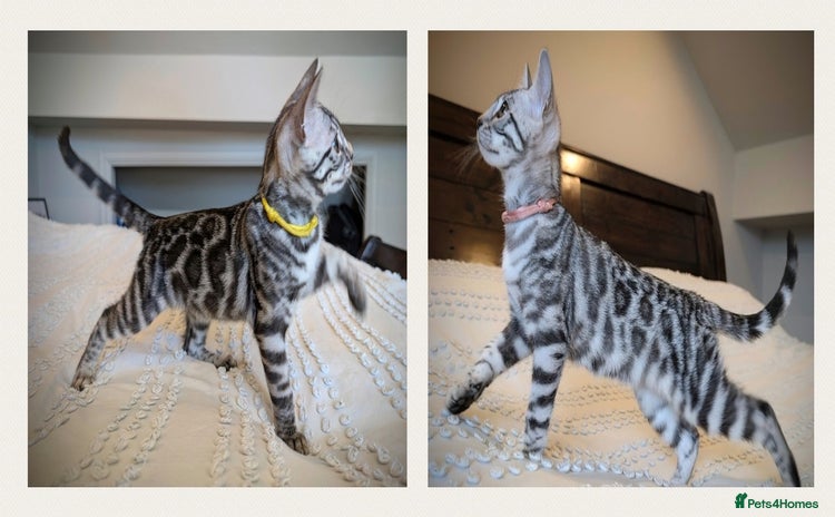 Bengal cats in Barnoldswick - Advert 1