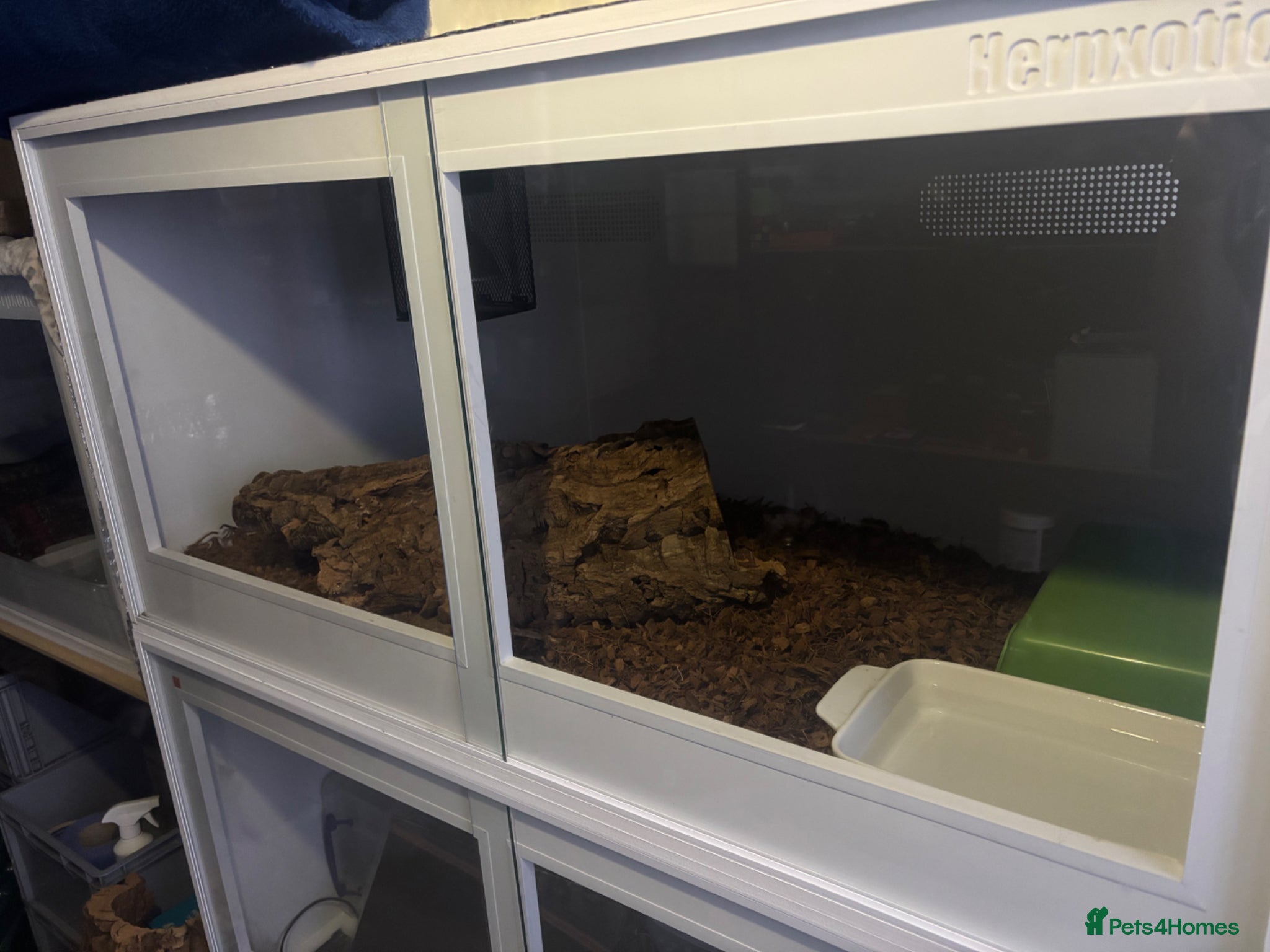 Python Snake reptiles for sale: Woma Pythons - Proven Pair in Blackburn - Advert 7