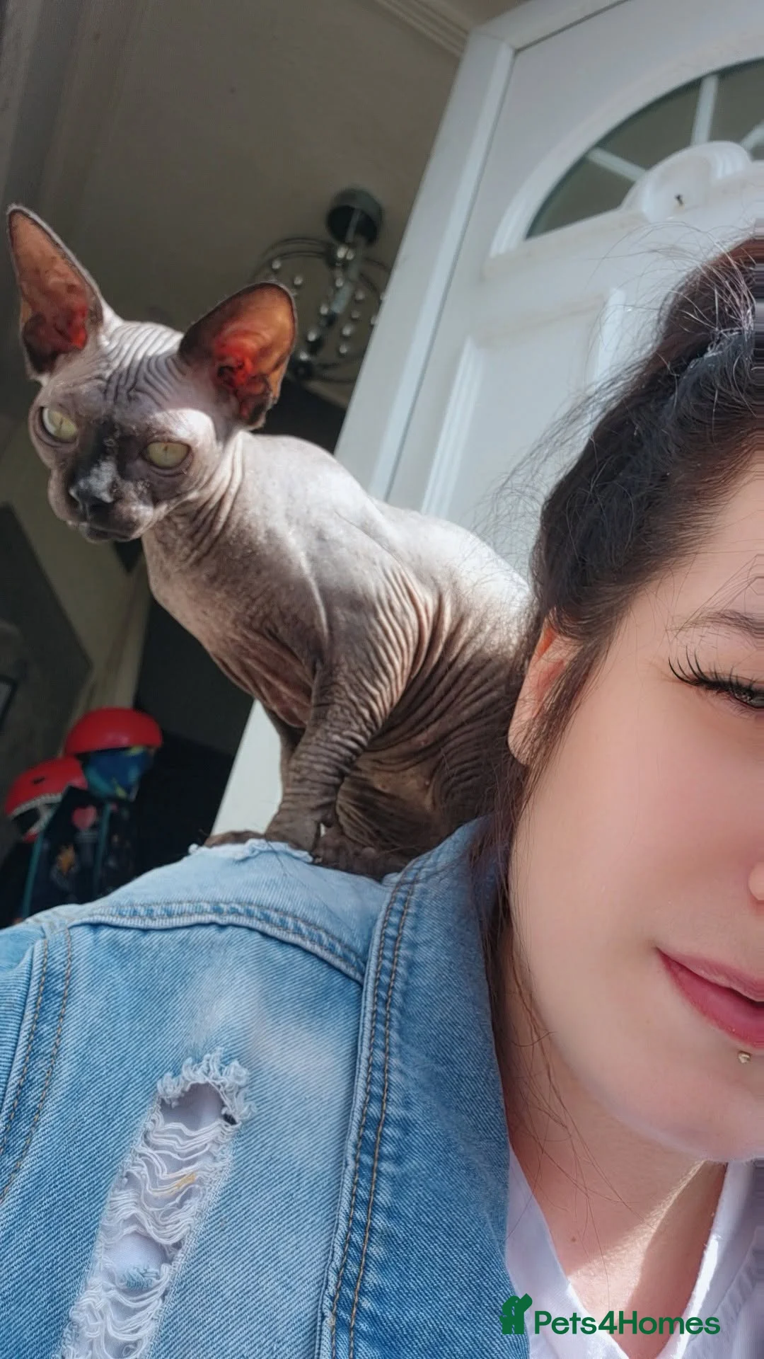 Sphynx cats for sale: Beautiful sphynx kitten - Advert 2