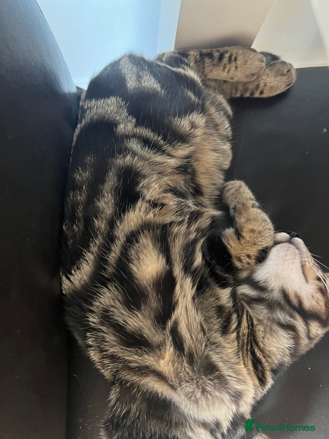 Mixed Breed cats for sale: HALF BENGAL KITTENS FOR SALE - Advert 5