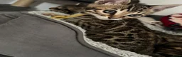 Bengal cats for sale: ✨ Beautiful Bengal Kittens✨ - Advert 31