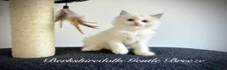 Ragdoll cats for sale: Gorgeous kittens with true ragdoll character - Advert 23