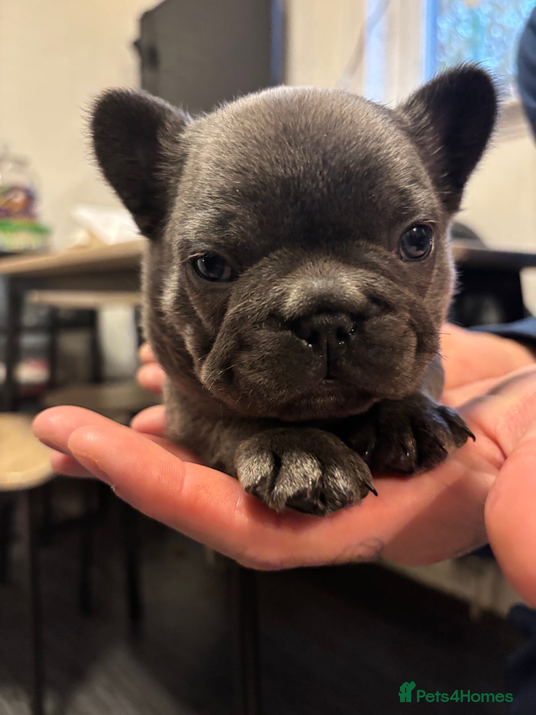 French Bulldog dogs for sale: Male French bulldog puppies  - Advert 14