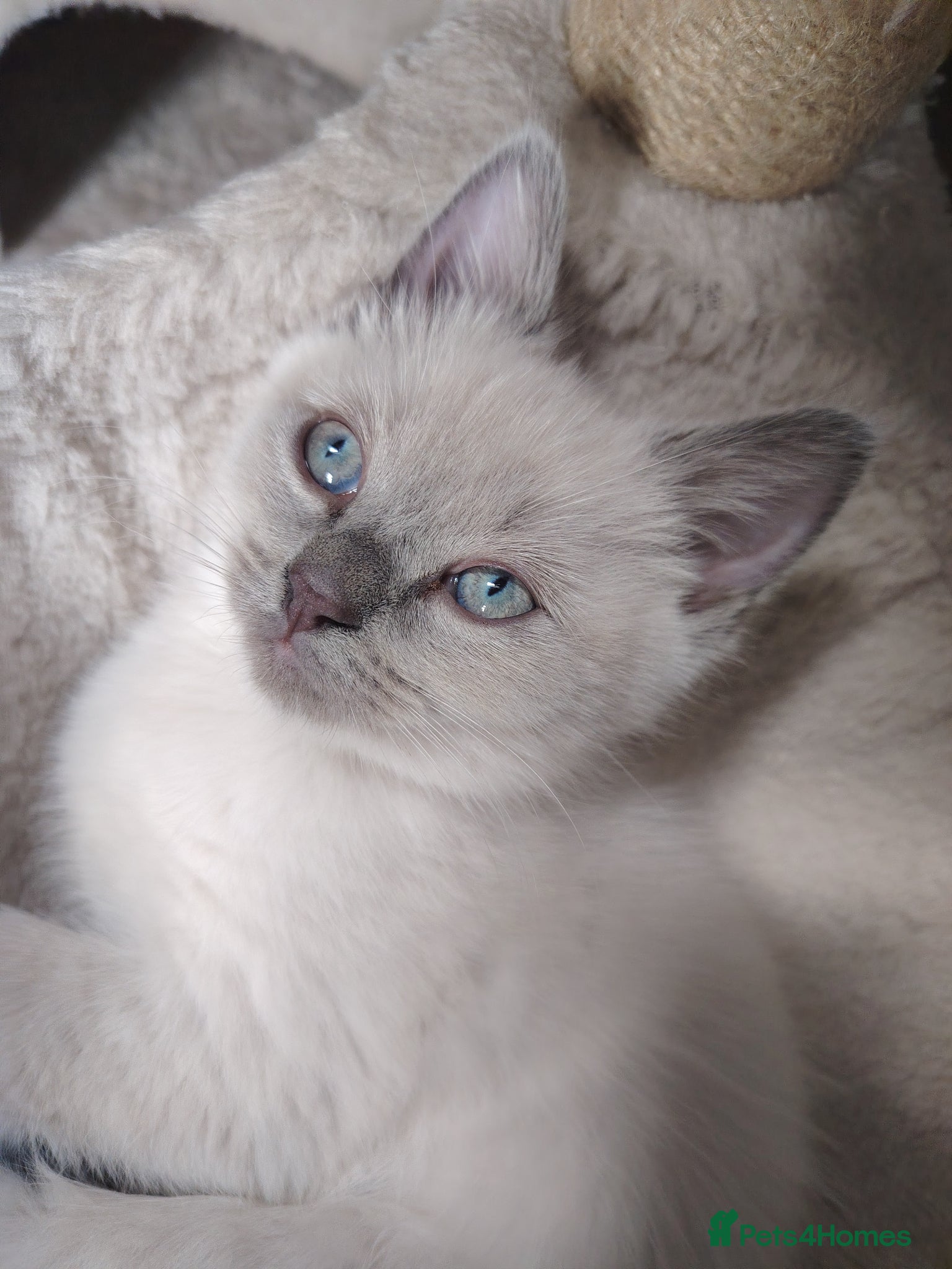 Ragdoll cats Blue Point Ragdoll kittens ready to leave  - Advert 18