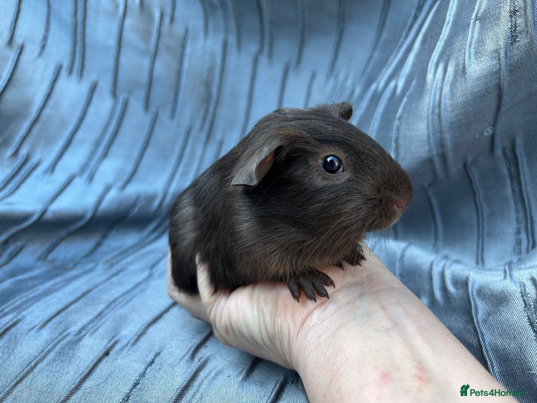 Guinea Pig rodents for sale: Baby boars  - Image 2