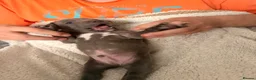 Staffordshire Bull Terrier dogs for sale: 1 left!! KC Blue Staffordshire Bull Terriers - Advert 9