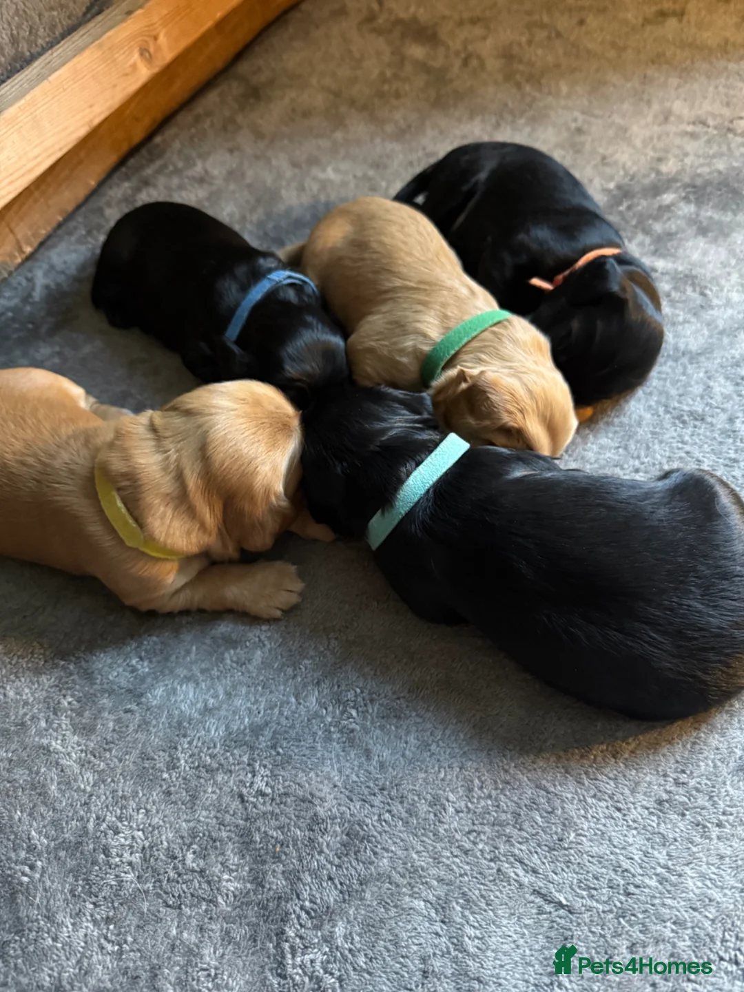 Cocker Spaniel dogs for sale: Show x Cocker Spaniels in Warminster - Advert 7