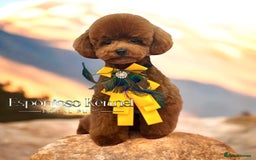 Maltipoo dogs for sale: 👑ULTRA RARE F1 ASIAN TINY MALTIPOO PUPPIES👑 - Image 9