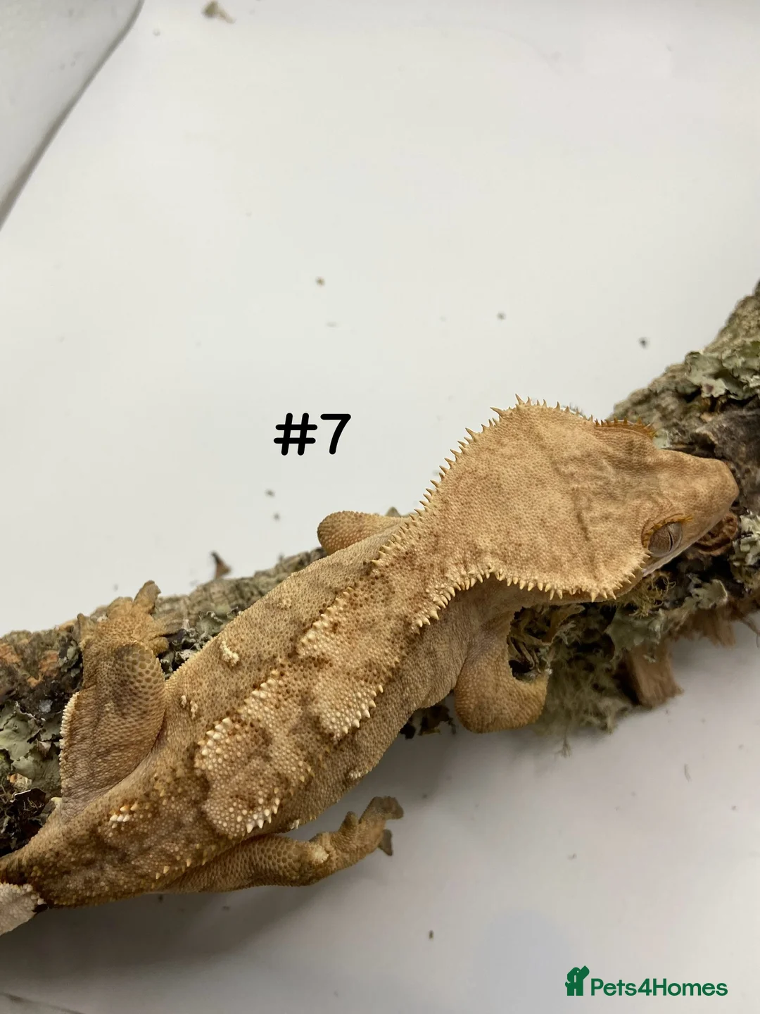 Gecko reptiles for sale: Adult and Juvenile Crested Geckos - Advert 24