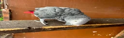 Parrots birds for sale: African Grey  in Crewe - Advert 3