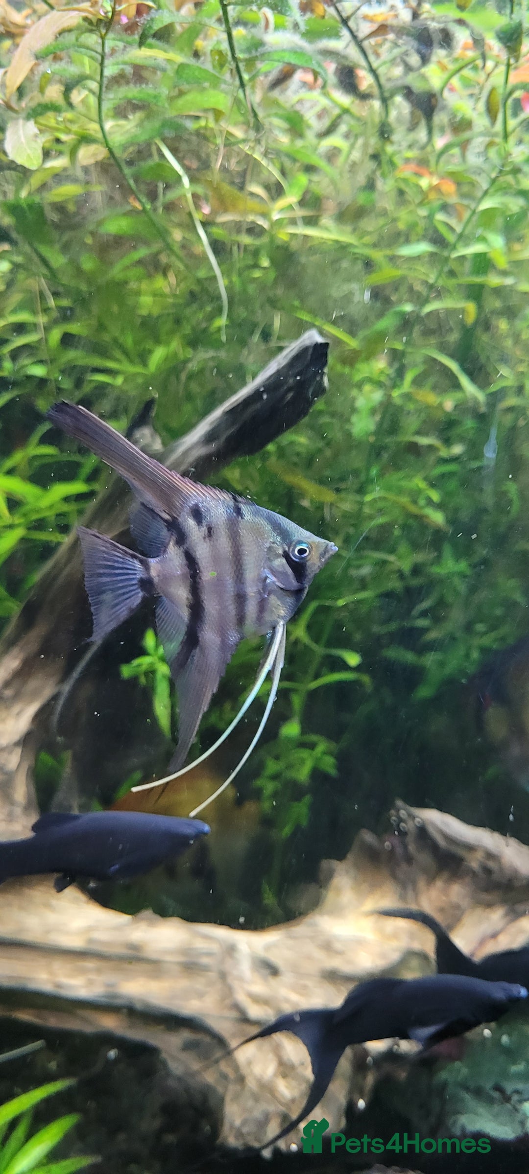 Angelfish fish for sale: Old school standard stripes Angel Fish - Advert 18
