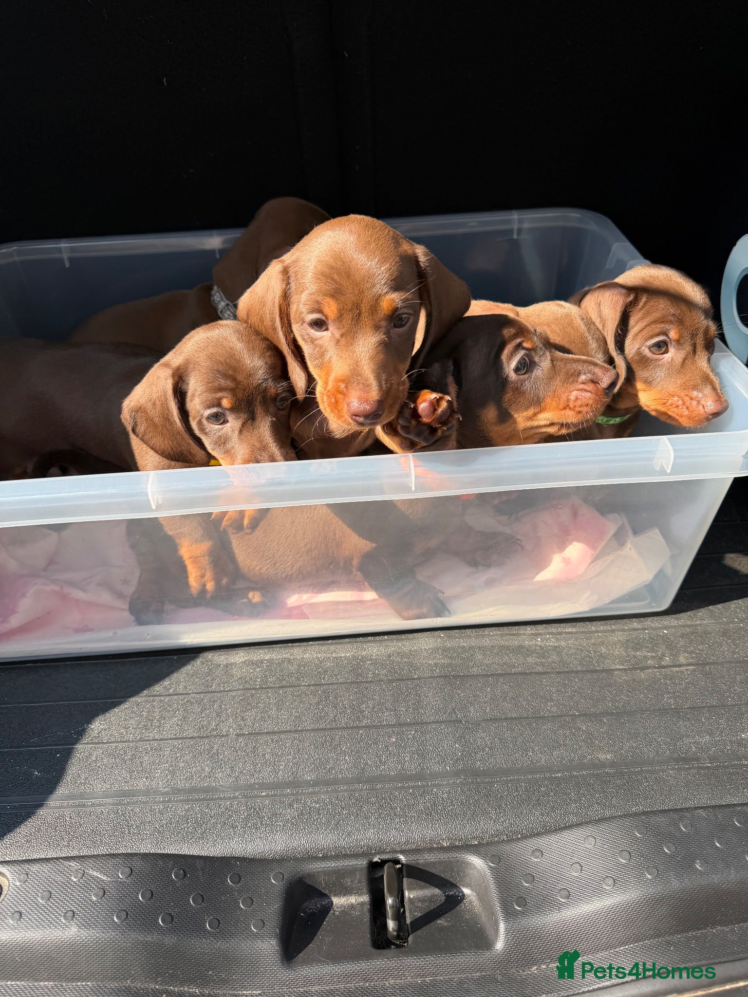 Dachshund dogs Dachshund puppies - Advert 18