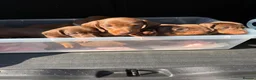 Dachshund dogs for sale: 🐾 DACHSHUND PUPPIES — READY NOW\! 🐾 - Advert 2