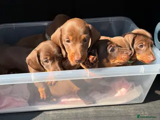 Dachshund dogs 🐾 DACHSHUND PUPPIES — READY NOW\! 🐾 - Advert 15