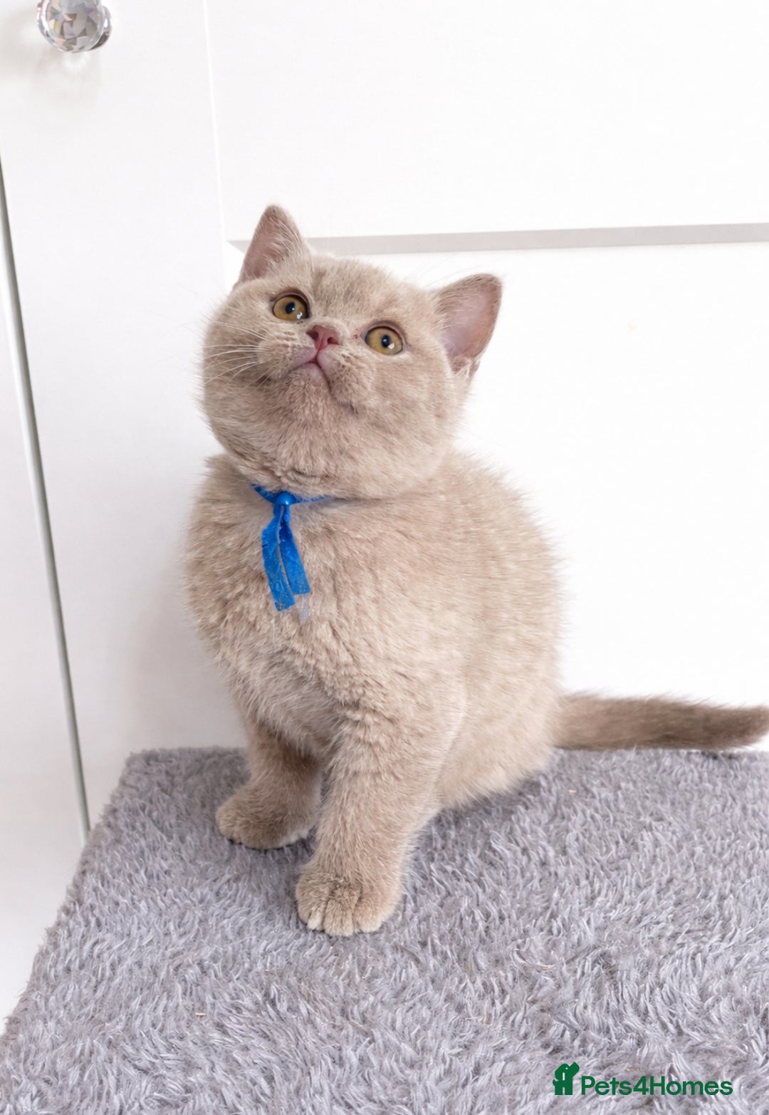 British Shorthair cats for sale: 💗🩵 GCCF LILAC. FEMALE KITTENS READY FEB  - Advert 8