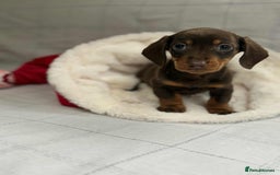 Miniature Dachshund dogs for sale: Miniature Dachshunds  - Image 9