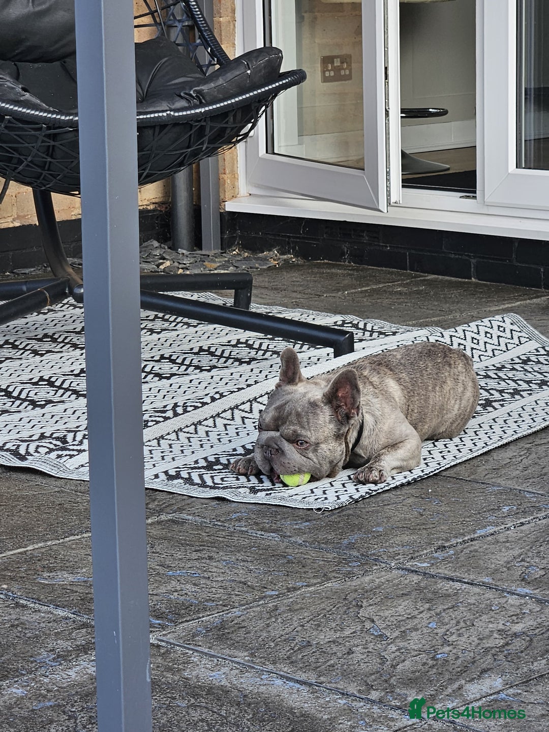 French Bulldog dogs for sale: 2 year old Blue Brindle French Bulldog - Image 7