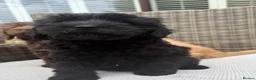 Labradoodle dogs for sale: Gorgeous puppies for sale!  - Advert 9