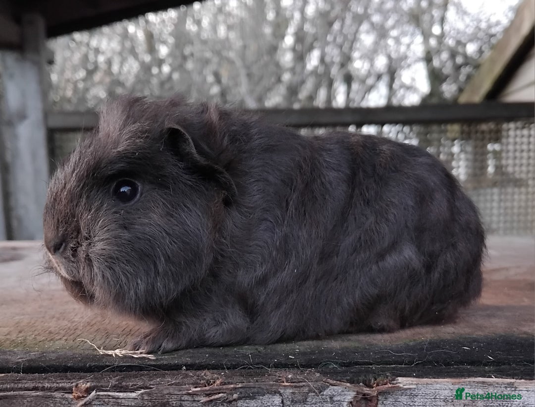 Guinea Pig rodents for sale: Swiss, Dalmation, Self Chocolate Boys and Girls - Advert 16