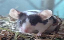 Mouse rodents for sale: Beautiful juvenile mice  - Image 5