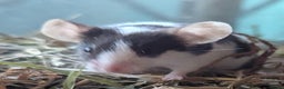 Mouse rodents for sale: Beautiful juvenile mice  - Advert 5