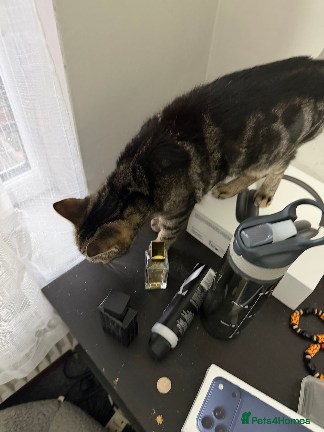 American Shorthair cats for sale: Taz And Tigger (Price Negotiable) - Advert 2