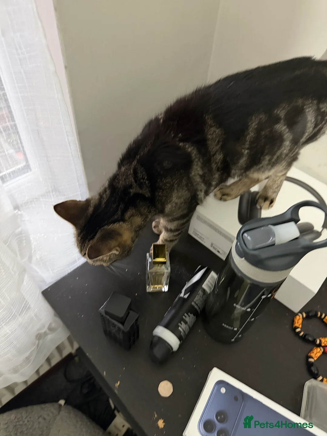 American Shorthair cats for sale: Taz And Tigger (Price Negotiable) - Advert 2