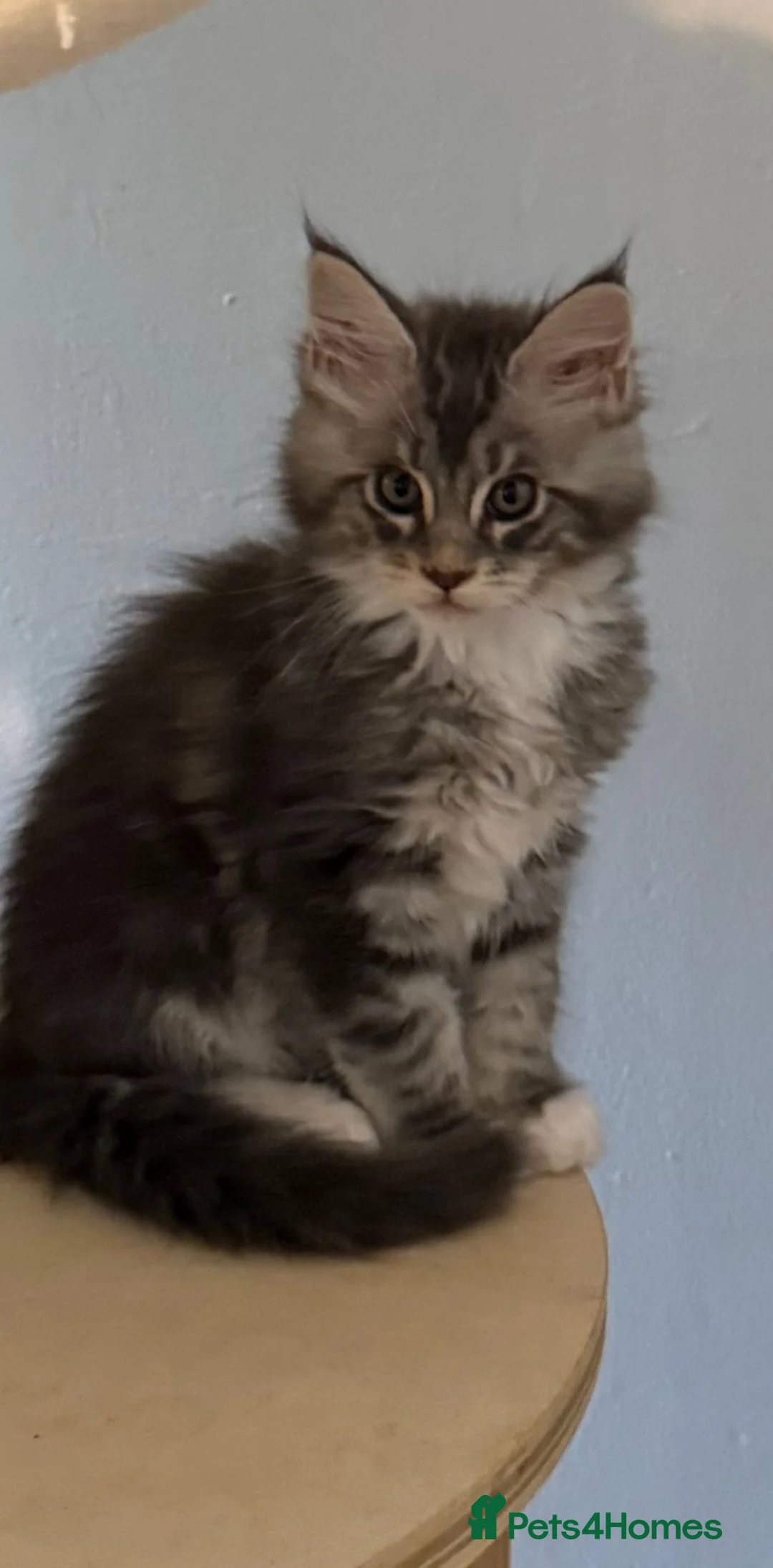 Maine Coon cats for sale: Outstanding xxl mainecoons kittens  - Advert 18
