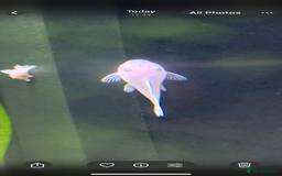 Catfish fish for sale: Snow White shortfin plecos 2.5cm+ - Image 4