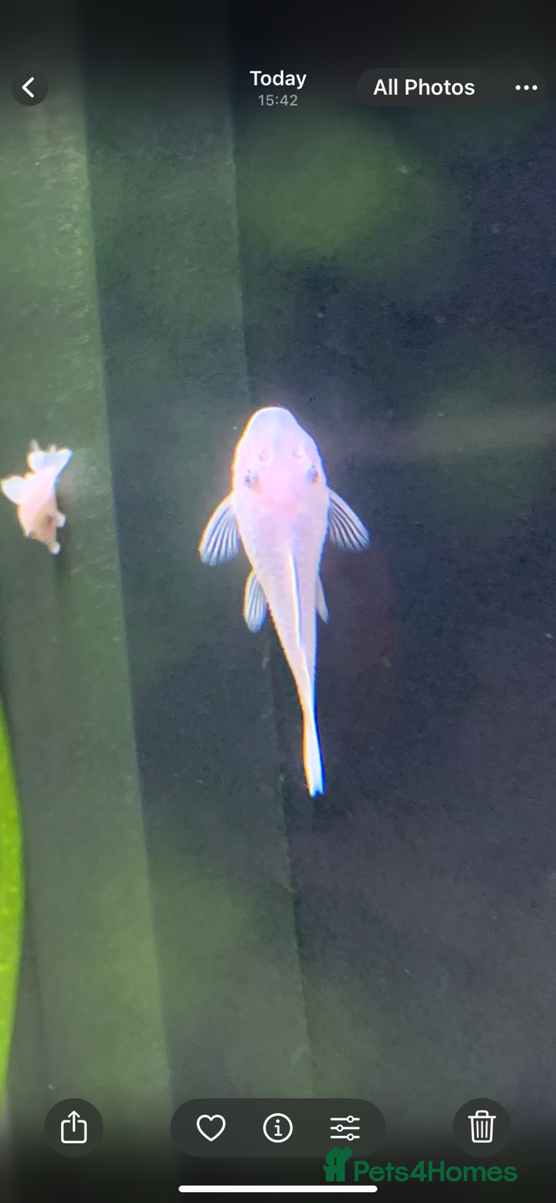 Catfish fish for sale: Snow White shortfin plecos 2.5cm+ - Image 4