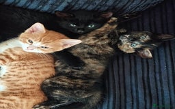 Mixed Breed cats for sale: Kittens for sale in Basildon - Image 3