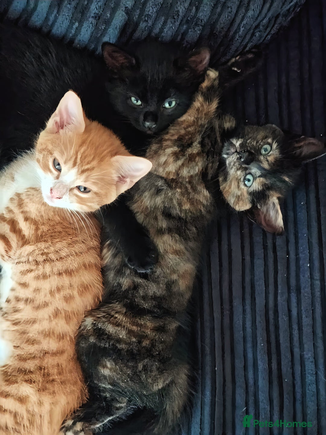 Mixed Breed cats for sale: Kittens for sale in Basildon - Image 3