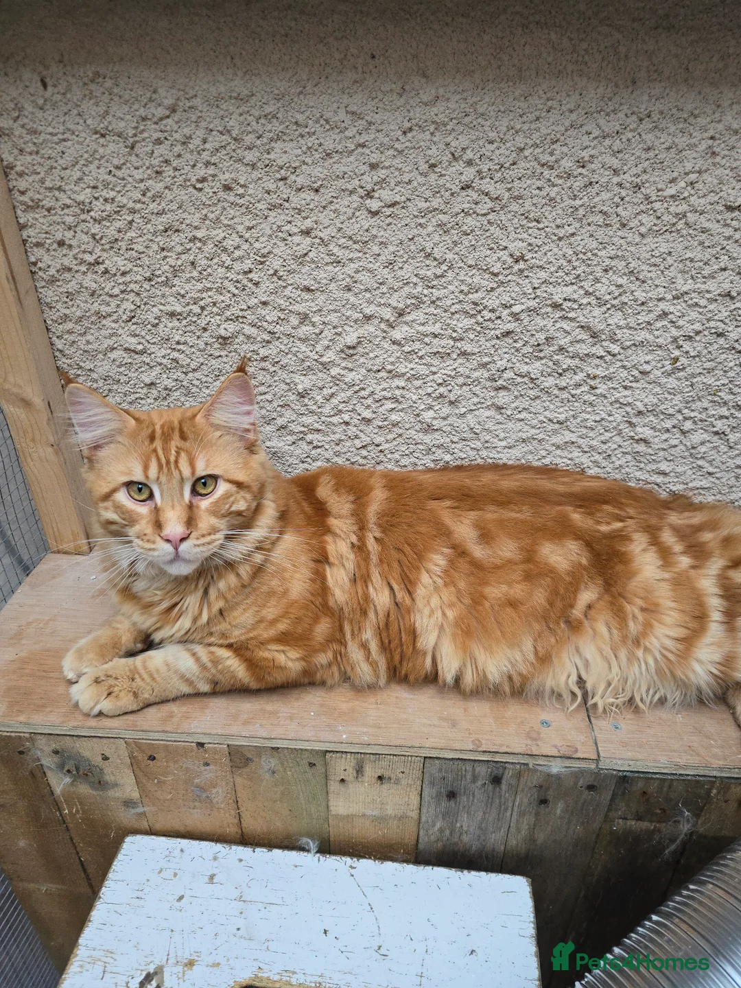 Maine Coon cats for stud: Maine Coon Large Red Tabby over 10kg in Hull - Advert 9