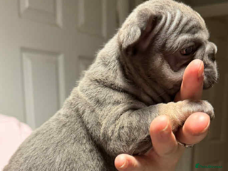 French Bulldog dogs French bulldog - Advert 9