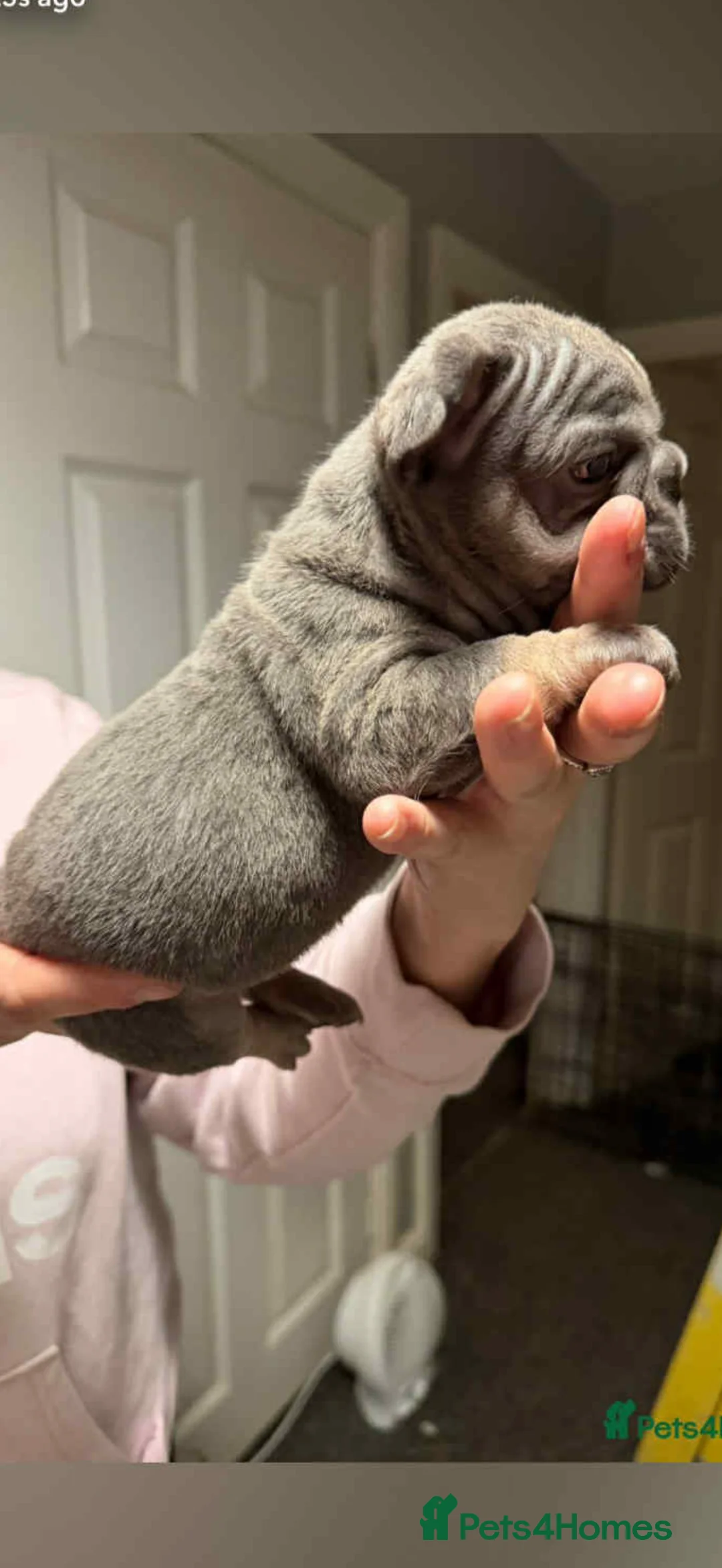 French Bulldog dogs for sale: French bulldogs  - Advert 21