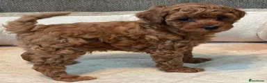 Toy Poodle 1