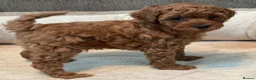 Toy Poodle dogs for sale: ALL energy poodle toy - Advert 2