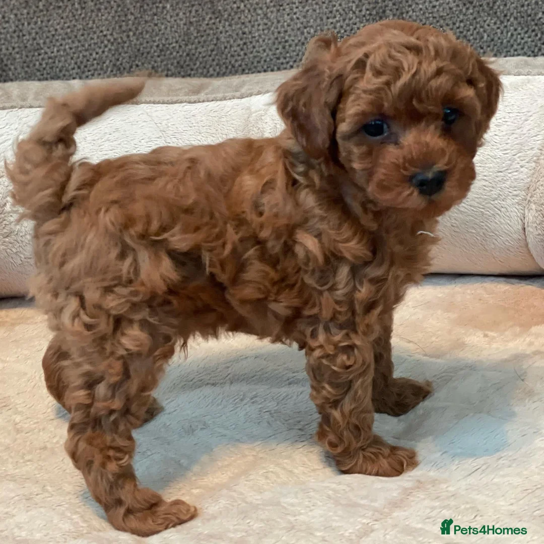 Toy Poodle dogs for sale: ALL energy poodle toy - Advert 2