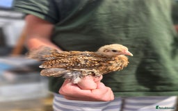 Chickens poultry for sale: Pekin Bantam & Polish chicks - Image 3