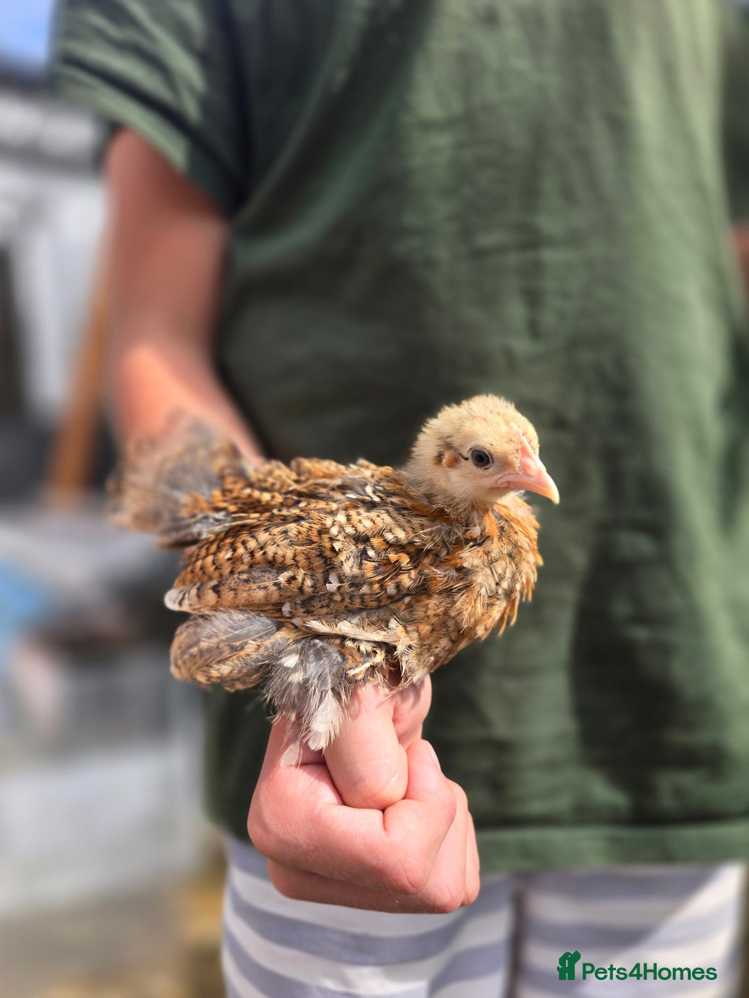 Chickens poultry for sale: Pekin Bantam & Polish chicks - Image 3