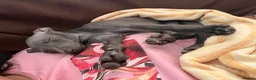 Italian Greyhound dogs for sale: Italian Greyhound Puppy Looking for a New Home in London - Advert 5