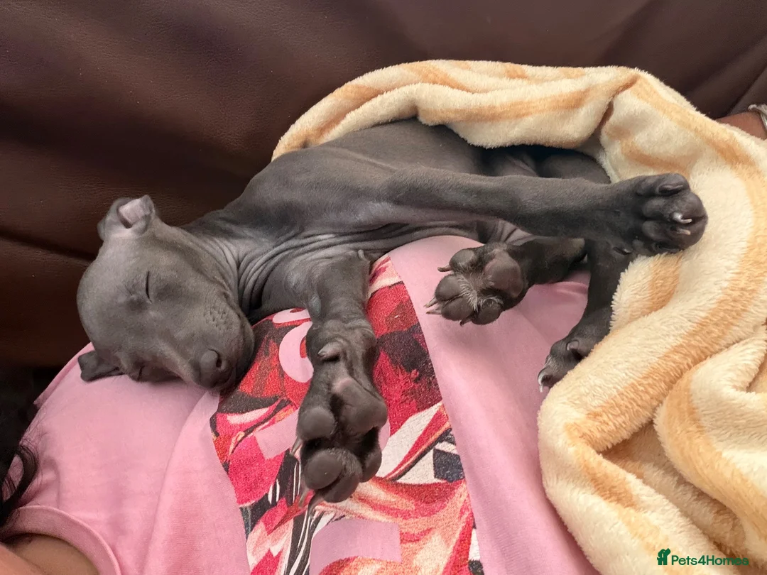 Italian Greyhound dogs for sale: Italian Greyhound Puppy Looking for a New Home in London - Advert 5